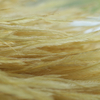 Ostrich feather Ginger 8-10 / 10-15 / 15-18