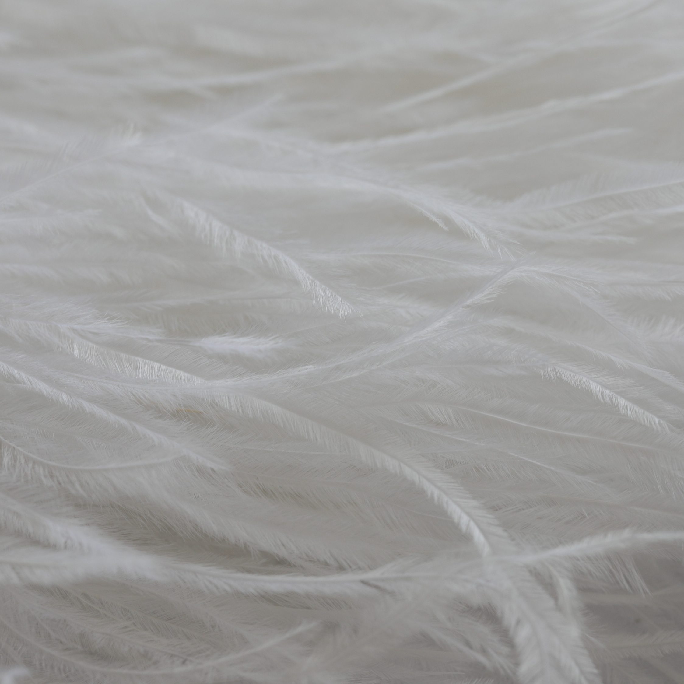 Ostrich feather Pure white 8-10 / 10-15 / 15-18